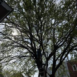 Armando’s Professional Landscaping - The before