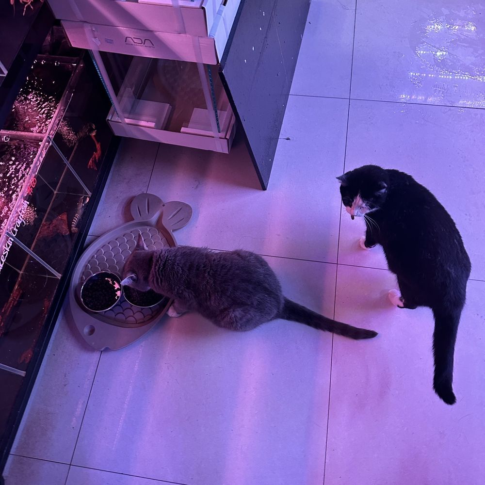 Monster Aquarium - Cat with mouse - Aquarium Services Near Me - Flushing, New York