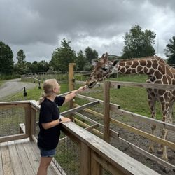 The Preserve - At the end of the drive, get out and see the giraffes up close !