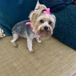 Bella’s Pet Grooming & Boarding - 2019 All You Need to Know BEFORE You Go (with Photos) Pet Bella’s Pet Grooming & Boarding - 2019 All You Need to Know BEFORE You Go (with Photos) Pet