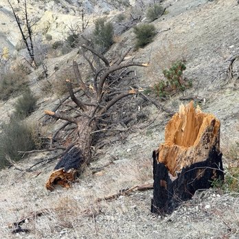 Devil's Punchbowl Natural Area - Fallen tree - Hiking Near Me - Pearblossom, California Devil's Punchbowl Natural Area - Fallen tree - Hiking Near Me - Pearblossom, California