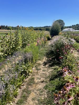 Minto Island Growers by null