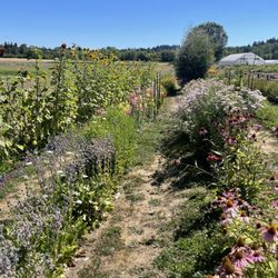 Minto Island Growers - Flowers
