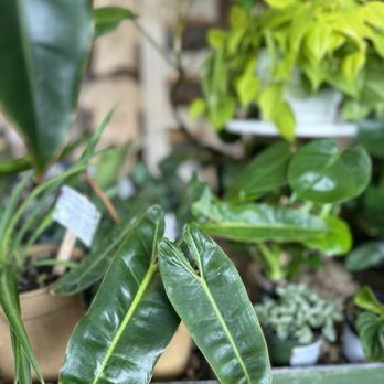 Flora & Forage - Florists Near Me - Asheville, North Carolina Flora & Forage - Florists Near Me - Asheville, North Carolina