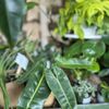 Flora & Forage gift card