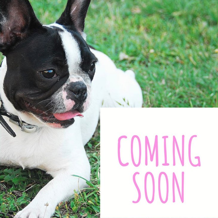 PAWS UP PET SPA Updated September 2024 512 North Oak St, Lititz, Pennsylvania Pet Groomers