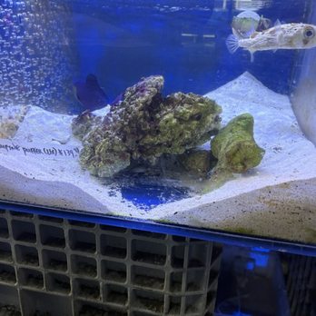 Seaside Tropical Fish - Saltwater tank - Aquarium Services Near Me - Huntington Beach, California Seaside Tropical Fish - Saltwater tank - Aquarium Services Near Me - Huntington Beach, California