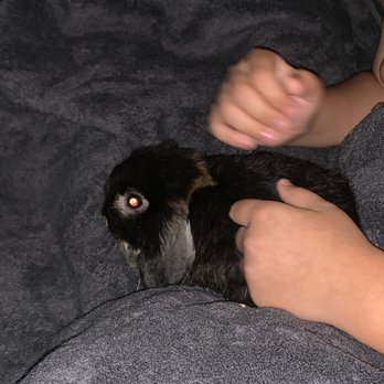1. Teeny Rabbitry