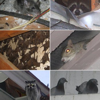Need Pest Control - Pest Control Near Me Need Pest Control - Pest Control Near Me