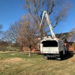 Canopy Tree Service - Walnut tree removed