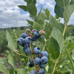Haines Berry Farm