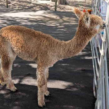 LunaSea Alpaca Farm - Attraction Farms Near Me - Clermont, Florida