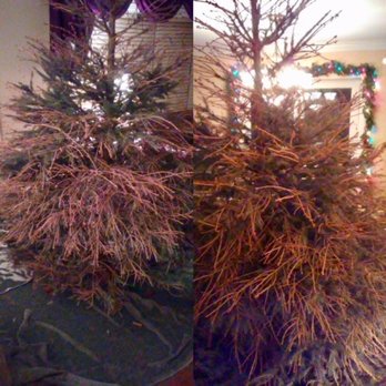 Richardson Farms - What our tree from Richardson's  Tree Farm looks like 10 days before Christmas :( - Christmas Trees Near Me - Spring Grove, Illinois