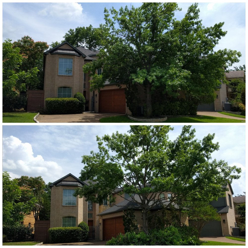 Castro's Tree Service - tree service in Dallas, TX