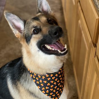 zen dog mobile grooming