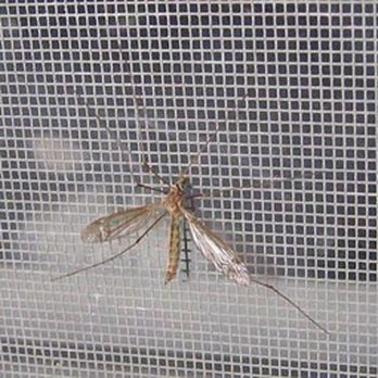 The Screen Guys - a mosquito on the screen - Shades & Blinds Near Me The Screen Guys - a mosquito on the screen - Shades & Blinds Near Me