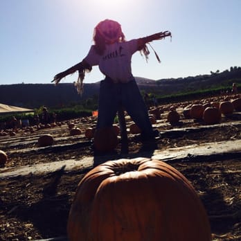Tanaka Farms - Well Hello there Scarecrow - CSA Near Me - Irvine, California Tanaka Farms - Well Hello there Scarecrow - CSA Near Me - Irvine, California