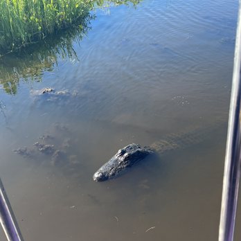Ultimate Swamp Adventures - Alligators galore with professional and informative guide. - Tours Near Me - Westwego, Louisiana