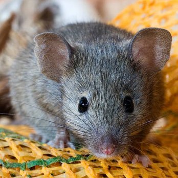 Elite Pest Solutions & Wildlife Trapping - Pest Control Near Me - Halfmoon, New York Elite Pest Solutions & Wildlife Trapping - Pest Control Near Me - Halfmoon, New York