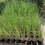 Photo of Koba's Nursery
