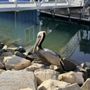 Photo of Oceanside Harbor Village