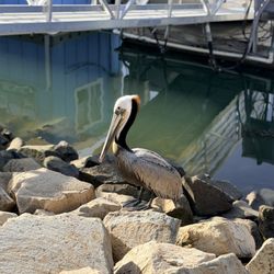 Oceanside Harbor Village