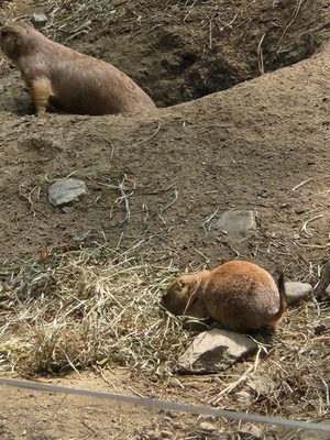 Connecticut's Beardsley Zoo by null