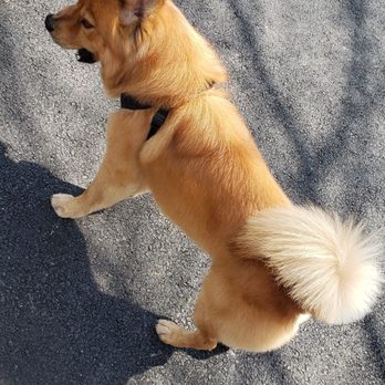 GROOM! Salon - Pet Groomers Near Me - Silver Spring, Maryland