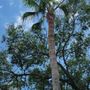 Photo of Mike's Tree service