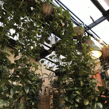 Juliette Restaurant - Pothos galore - Bars Near Me - Brooklyn, New York