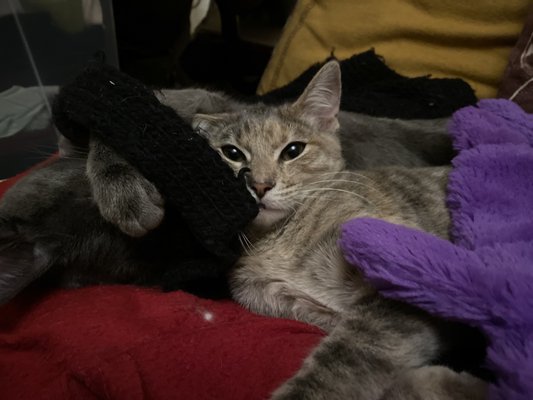 milo foundation cats