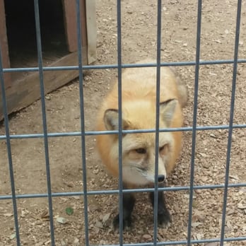Austin Zoo - Zoos Near Me - Austin, Texas Austin Zoo - Zoos Near Me - Austin, Texas