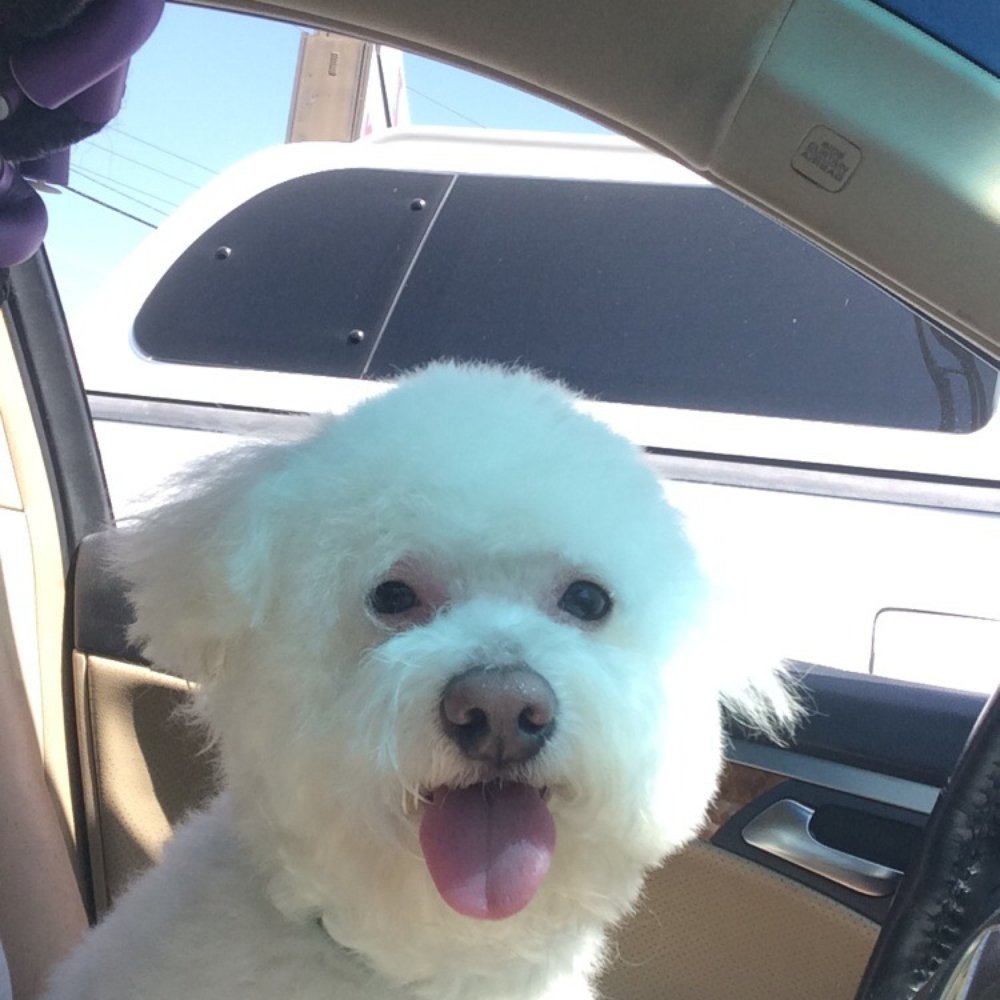 Petco - Mellow's awful haircut. - Pet Stores Near Me - Burbank, California Petco - Mellow's awful haircut. - Pet Stores Near Me - Burbank, California