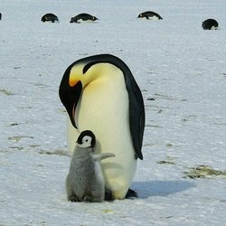 The Great Canadian Travel Group - Antarctica