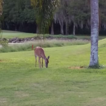 Orlando Golf Lessons - Golf is a lot of fun and the view can be pretty special sometimes - Golf Lessons Near Me - Orlando, Florida Orlando Golf Lessons - Golf is a lot of fun and the view can be pretty special sometimes - Golf Lessons Near Me - Orlando, Florida