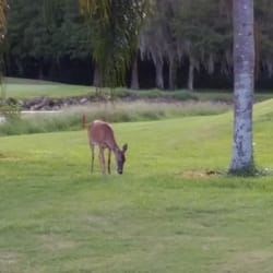 Orlando Golf Lessons - Golf is a lot of fun and the view can be pretty special sometimes