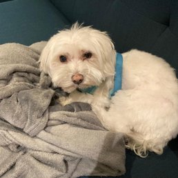 Little Ark Dog Grooming: Transform Your Pet's Look