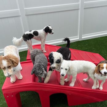 Camp Bow Wow - Littles on the bridge. - Pet Training Near Me - Timonium, Maryland Camp Bow Wow - Littles on the bridge. - Pet Training Near Me - Timonium, Maryland