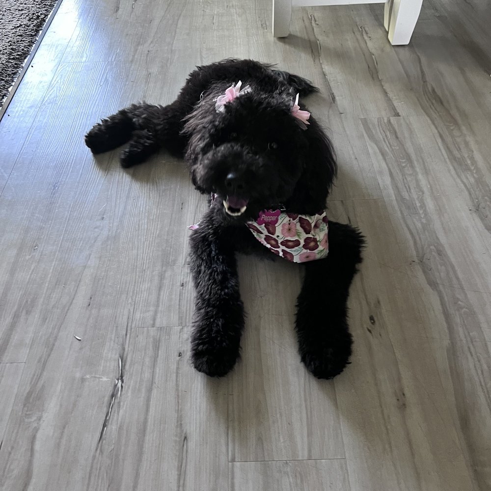 Paws At Main - Riverside - Pet Groomers Near Me - Riverside, California Paws At Main - Riverside - Pet Groomers Near Me - Riverside, California