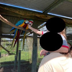 Feeding a few macaws nuts