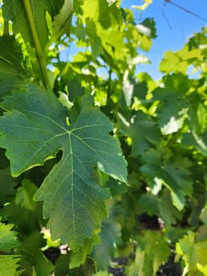 Honig Vineyard & Winery by null