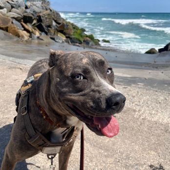 SoCal Veterinary Hospital - SeQQaRa @ Oceanside Beach - Veterinarians Near Me - San Marcos, California SoCal Veterinary Hospital - SeQQaRa @ Oceanside Beach - Veterinarians Near Me - San Marcos, California