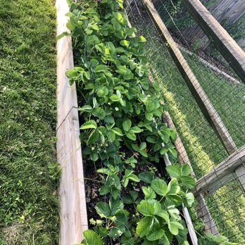 Meadows Farms Nurseries Frederick 14 Reviews Gardening 5432 Old National Pike Md Phone Number Yelp Meadows Farms Nurseries Frederick