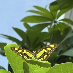 Tennessee Aquarium