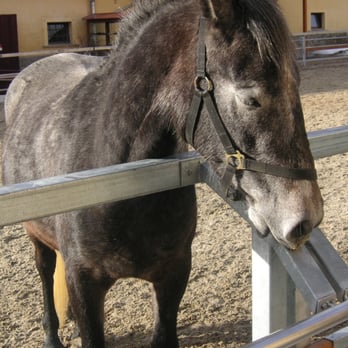 Bundesgestüt Piber - Pets Near Me - Köflach, 6