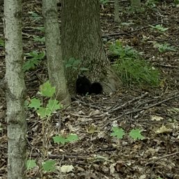 Scary random squirrel