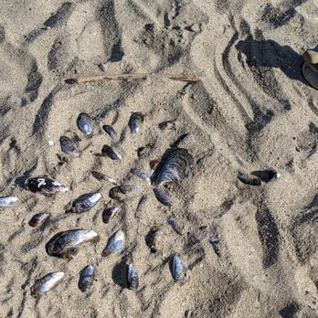 Seabright Beach - Beaches Near Me - Santa Cruz, California