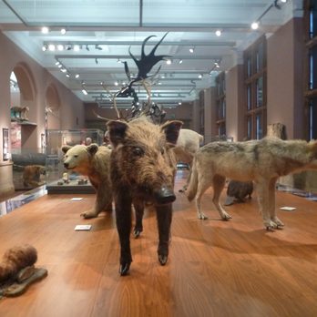 Kelvingrove Art Gallery & Museum - Museums Near Me - Glasgow, GLG