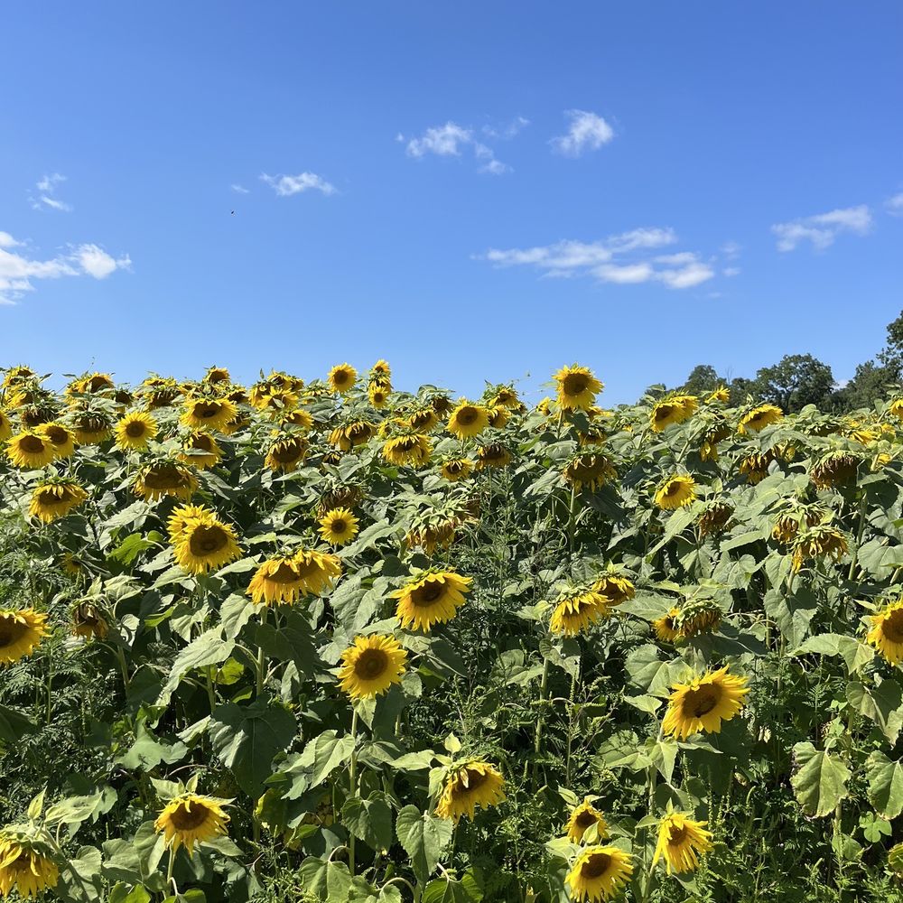 Hellerick’s Adventure Farm - Wonderful sunflower field - Attraction Farms Near Me - Doylestown, Pennsylvania Hellerick’s Adventure Farm - Wonderful sunflower field - Attraction Farms Near Me - Doylestown, Pennsylvania