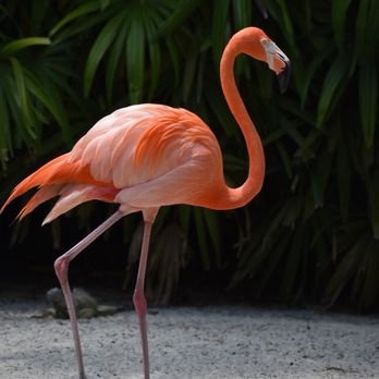 Flamingo Gardens - Botanical Gardens Near Me - Davie, Florida